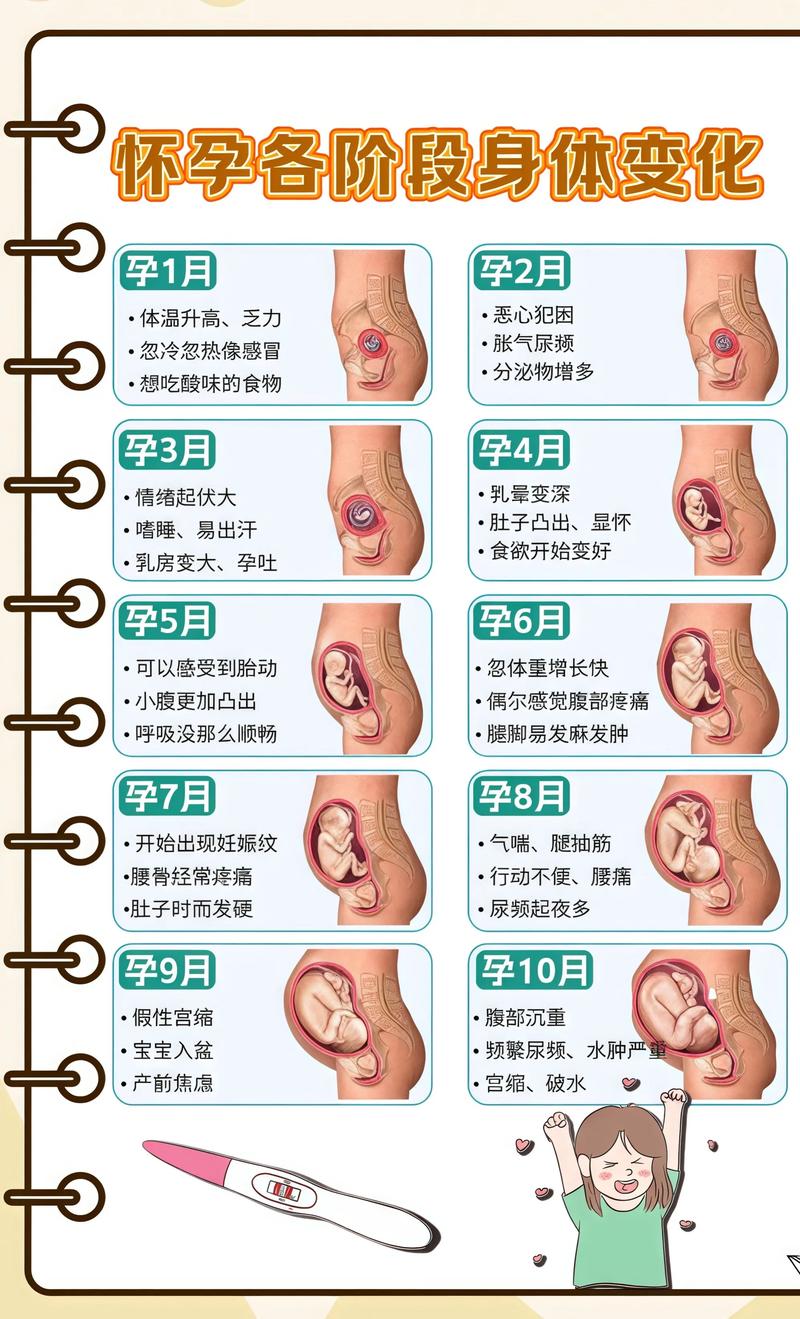 揭秘供卵代孕妈妈怀孕小腹分两节，孕期变化的奥秘云南代生机构: